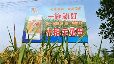 泸天化九禾公司“一施就好”专用复合肥水稻试验示范喜获丰收